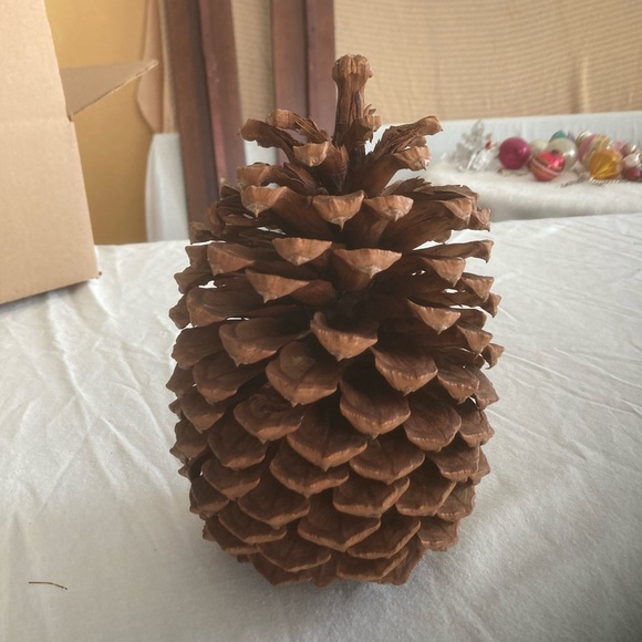 2 huge 8” & 7 1/2” Tall Rare Vintage California pine cones - Picture 2 of 7